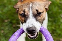 A close-up of a brown and white dog holding a purple toy ring in its mouth while standing on grass.